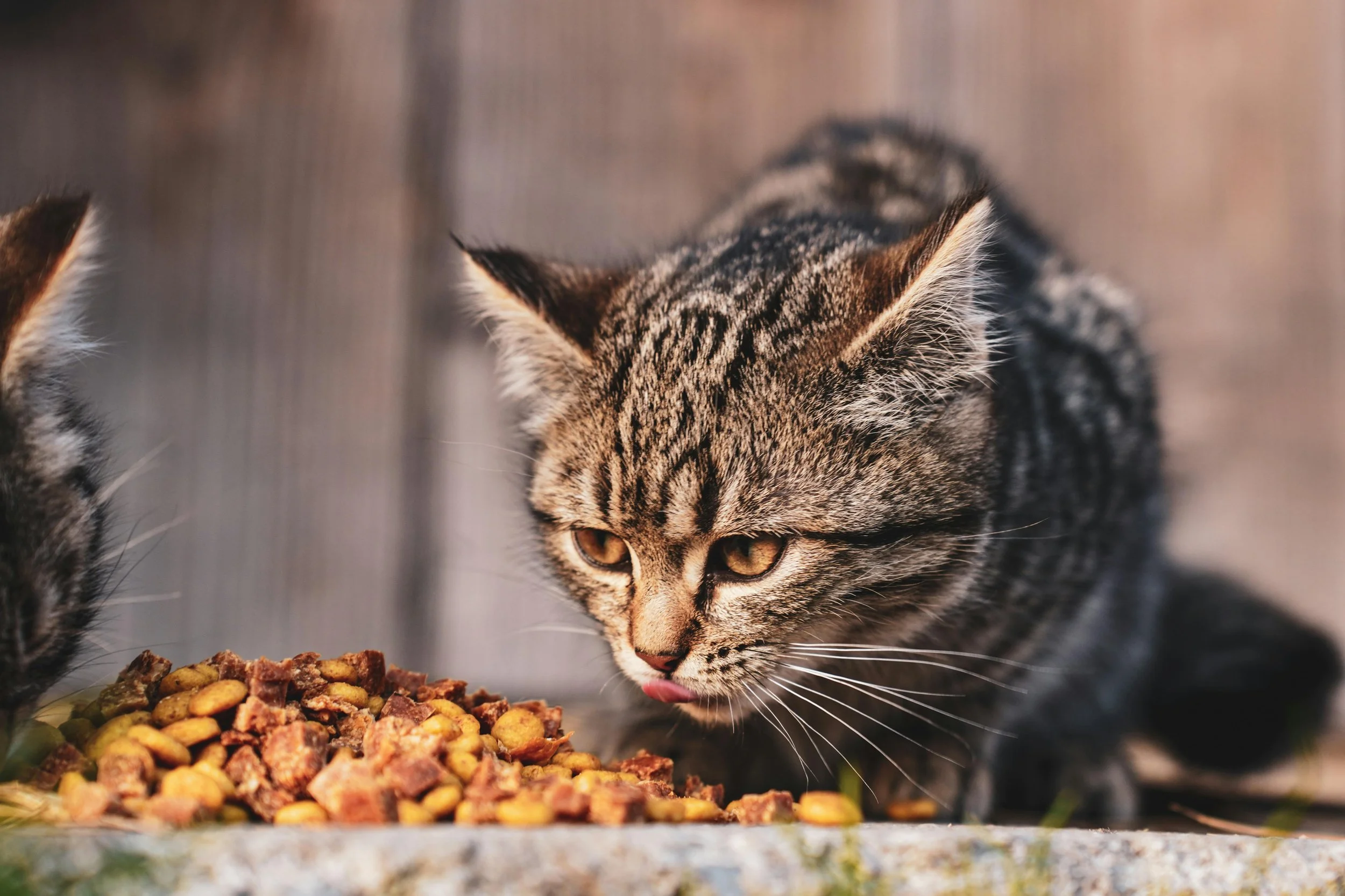 Food Related Cat Names