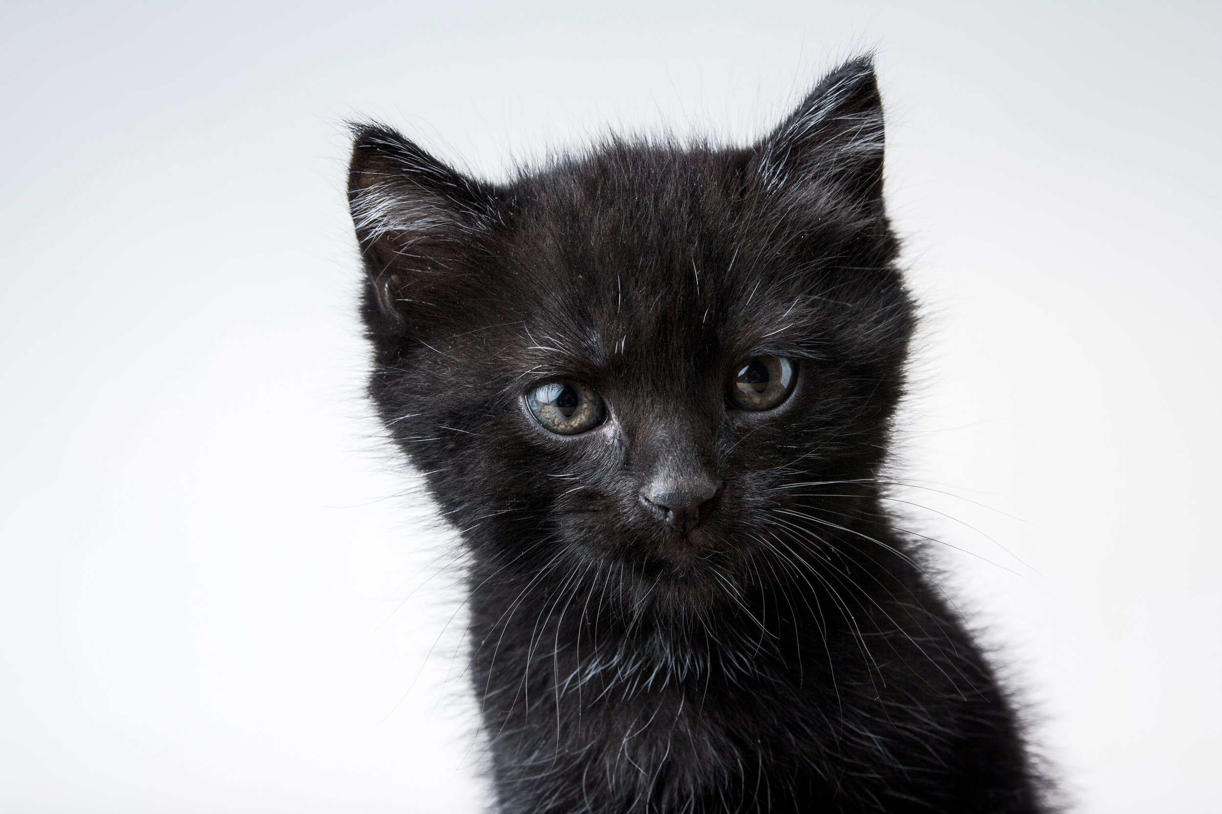 Black Cat
