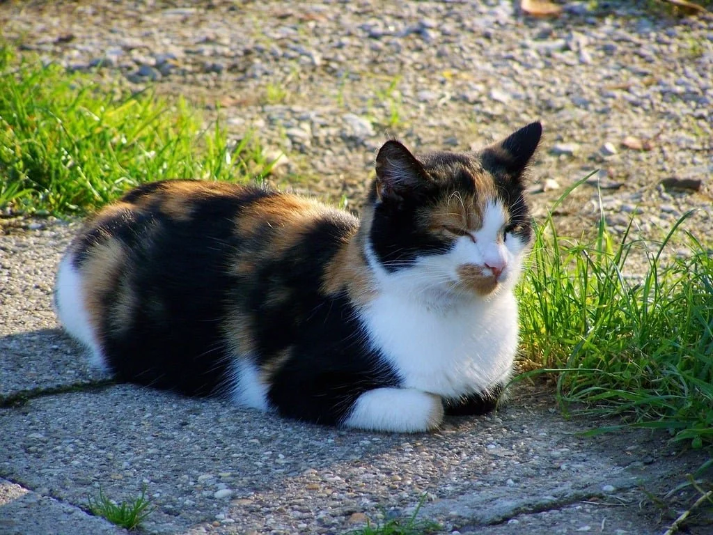 Multicolor Cat