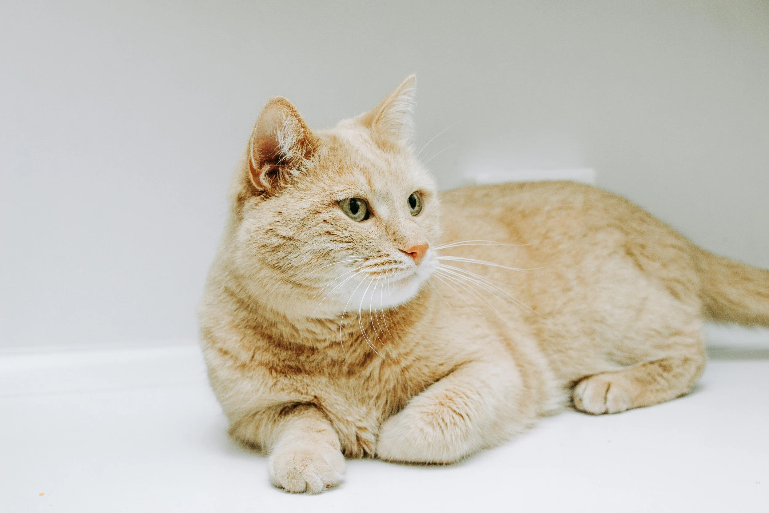 Cream-Colored Cat