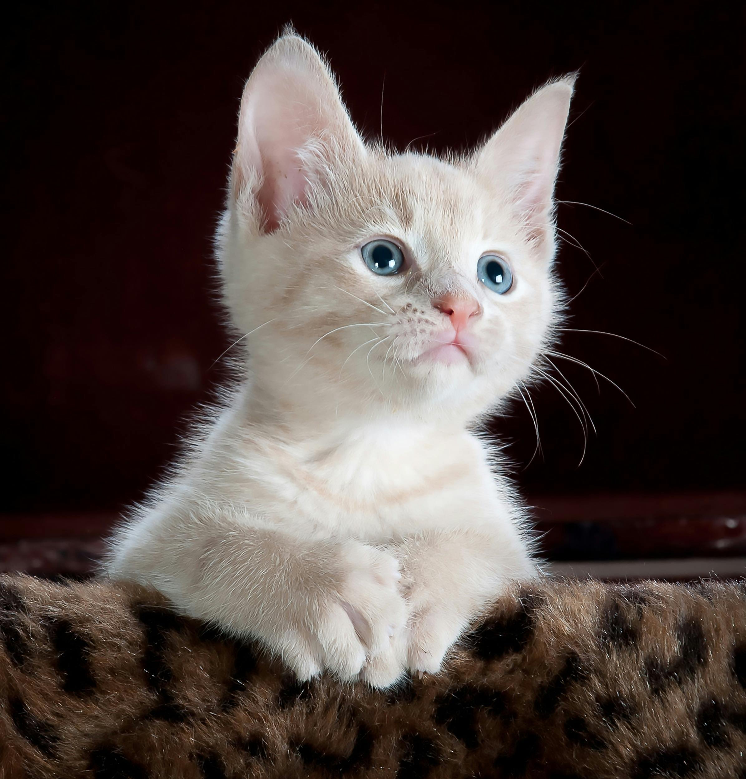 300+ Unique Cat Names for Your New Furry Friend