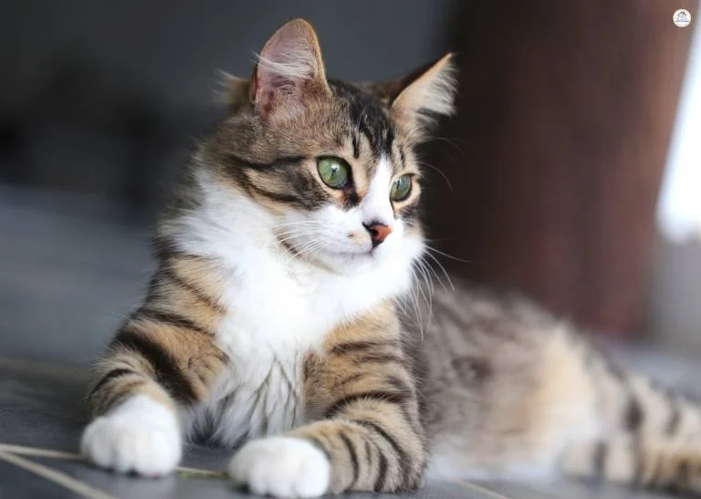 Cat Looking Out