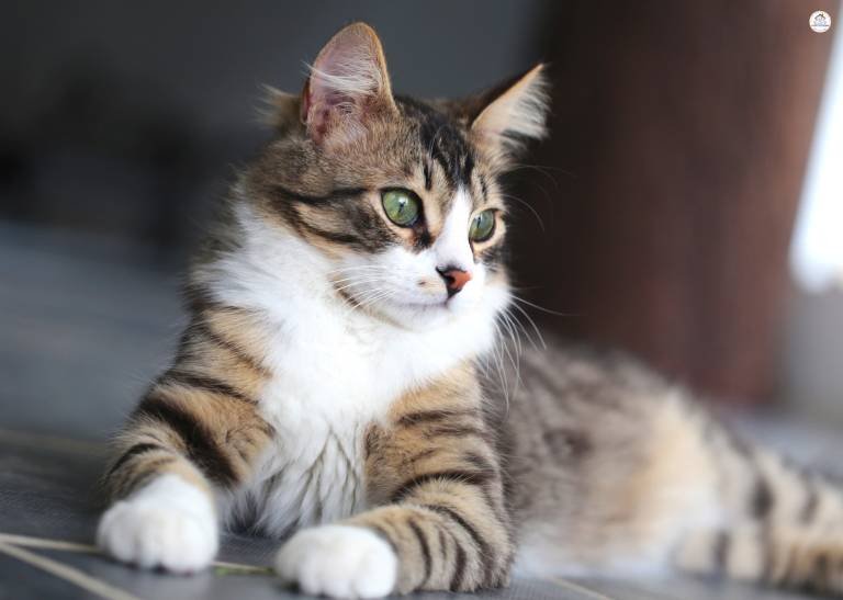 7 Creative Games to Play with Your Cat (That Go Beyond Lasers &amp; Feathers)