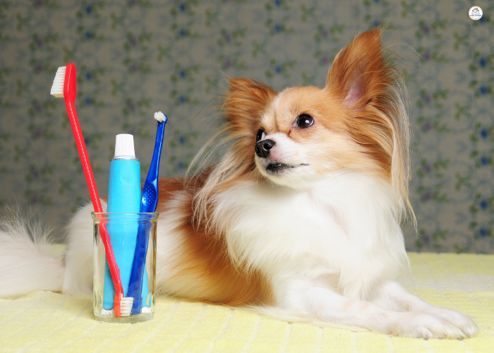 Dog Toothbrush