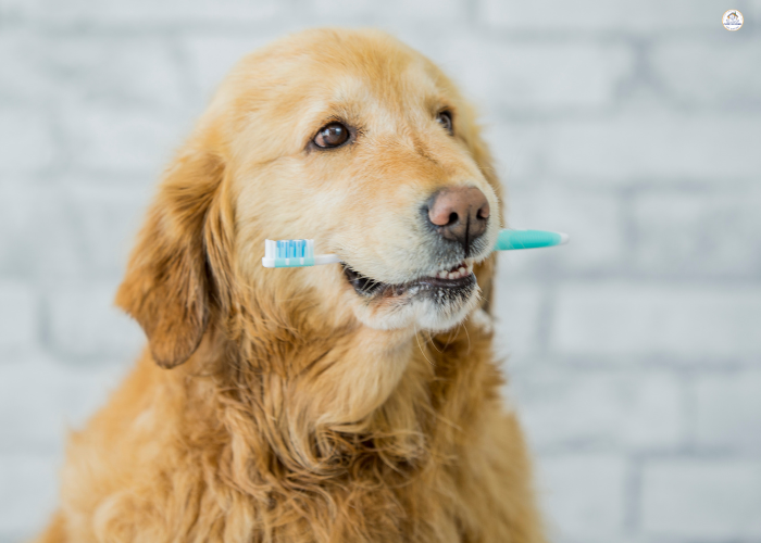 Dog With Toothbrush