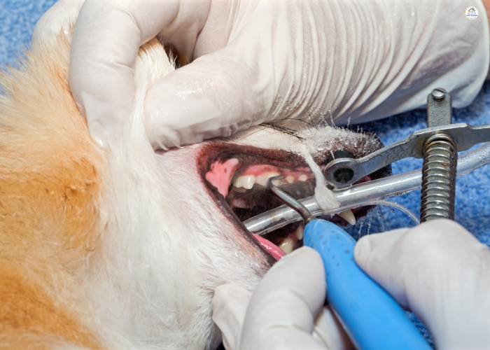 Dog Dental Care