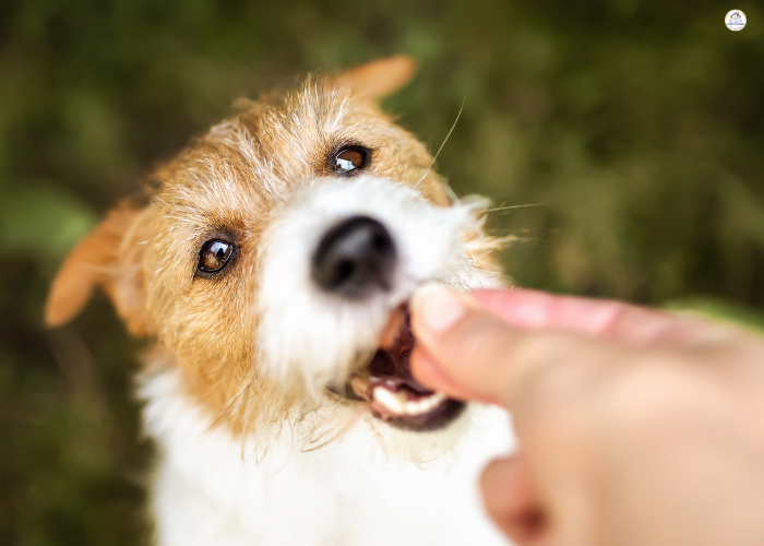 How Often Should I Brush My Dog's Teeth? A Simple Guide for Pet Parents