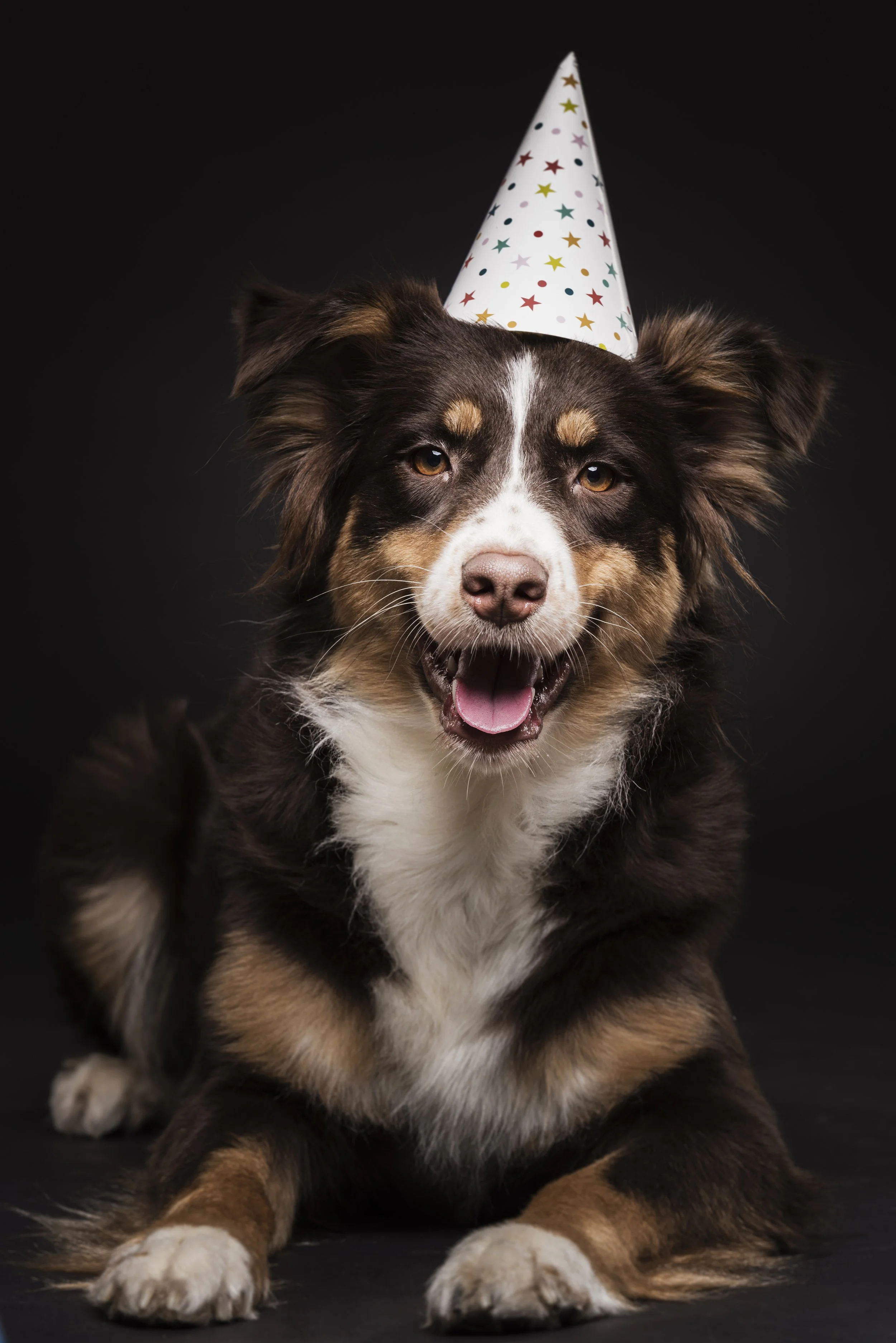 Pet Birthdays &amp; Creative Celebration Ideas: Making Your Dog’s Day Extra Special