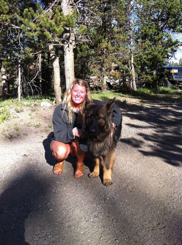 Dog walk German Shepard sitting