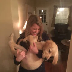 Puppy lab dog care, house sit