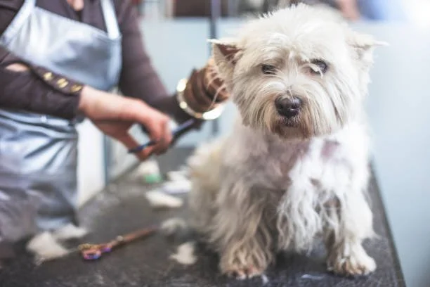 Is the Best Dog Grooming in Denver Mobile Grooming?
