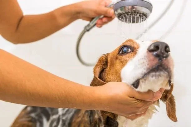 Why Regular Dog Baths in Summer Prevent Skin Irritations and Hot Spots