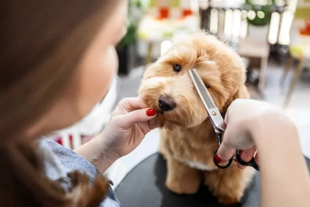 Why Mobile Pet Grooming is Perfect for Dogs and Cats in Denver