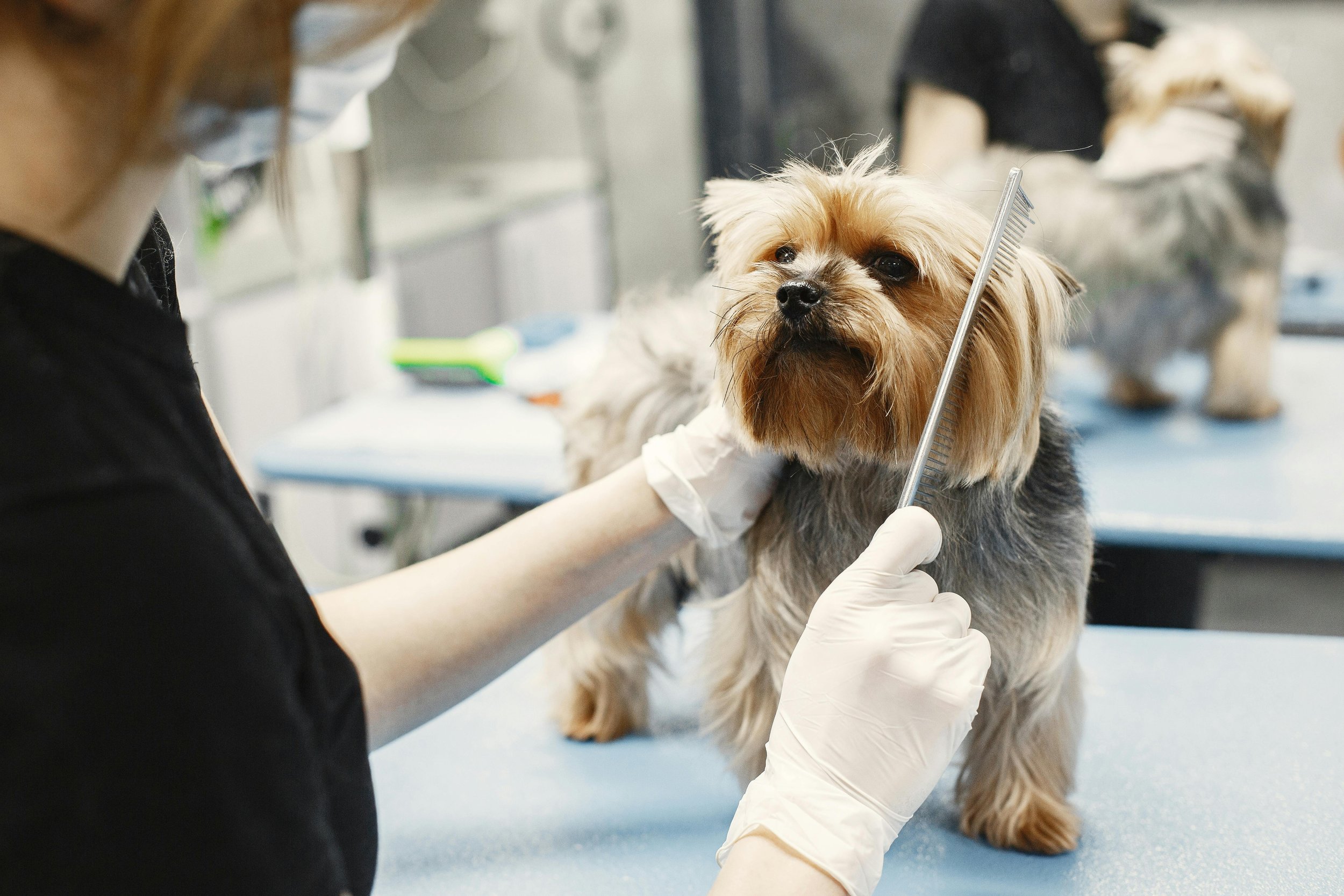 Why Mobile Dog Grooming Is a Holiday Lifesaver for Busy Pet Parents