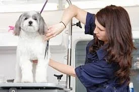 Mobile Pet Grooming in Denver: The Convenient Way to Keep Your Dog Clean and Healthy