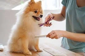 Mobile Dog Grooming in Colorado Springs: Convenient, Stress-Free Care for Your Pet