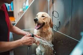 Your Dog Deserves a Spa Day - Find the Best Dog Mobile Grooming Near Me