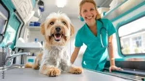 Spa Day, Delivered to Your Driveway - The Rise of Professional Mobile Dog Grooming