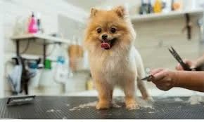 From Shaggy to Spectacular - Why Professional Dog Grooming Is Worth Every Penny