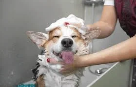 Find Affordable and Professional Dog Mobile Grooming Near Me