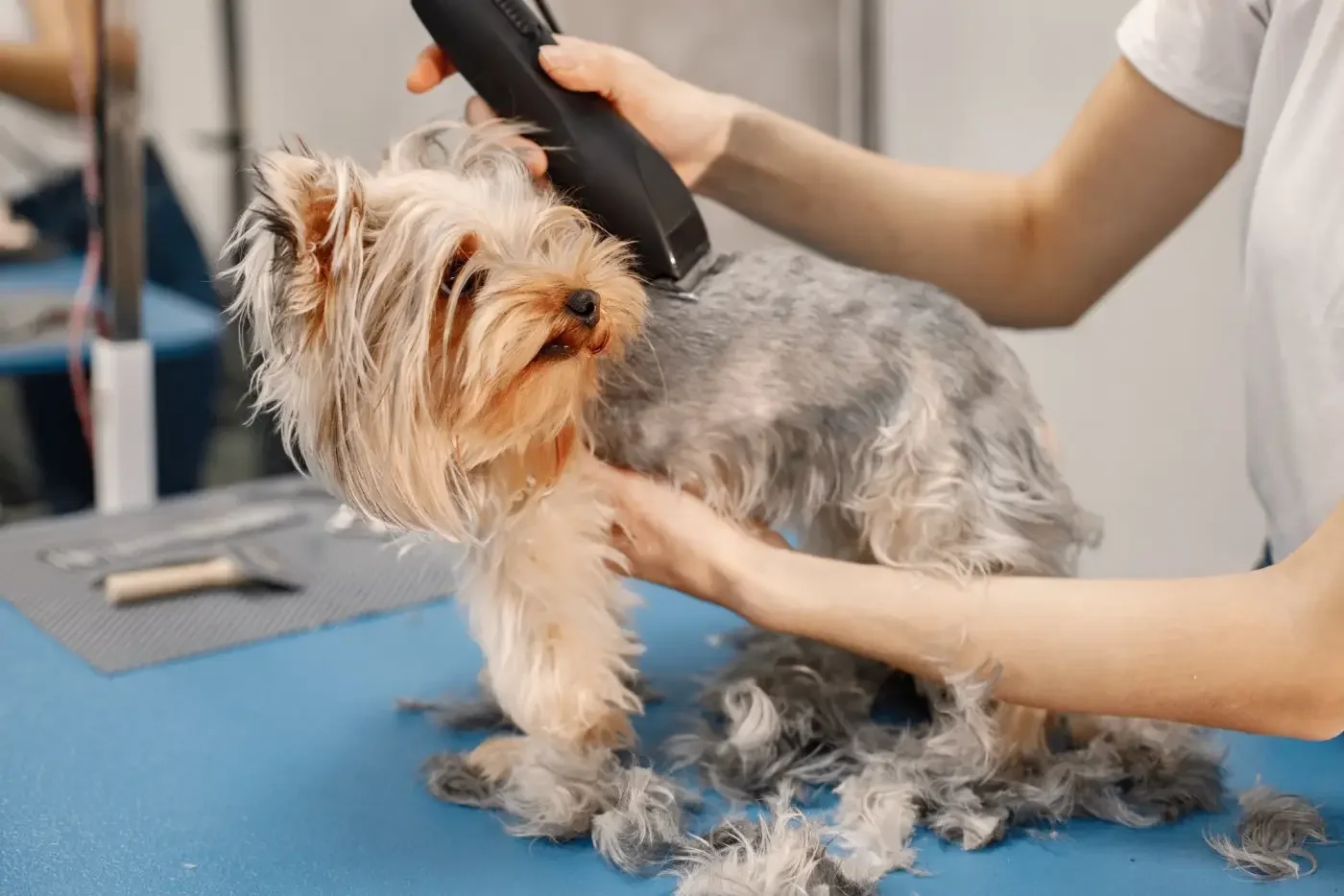 Mobile vs Salon Grooming: Which Option Is Best for Your Dog?