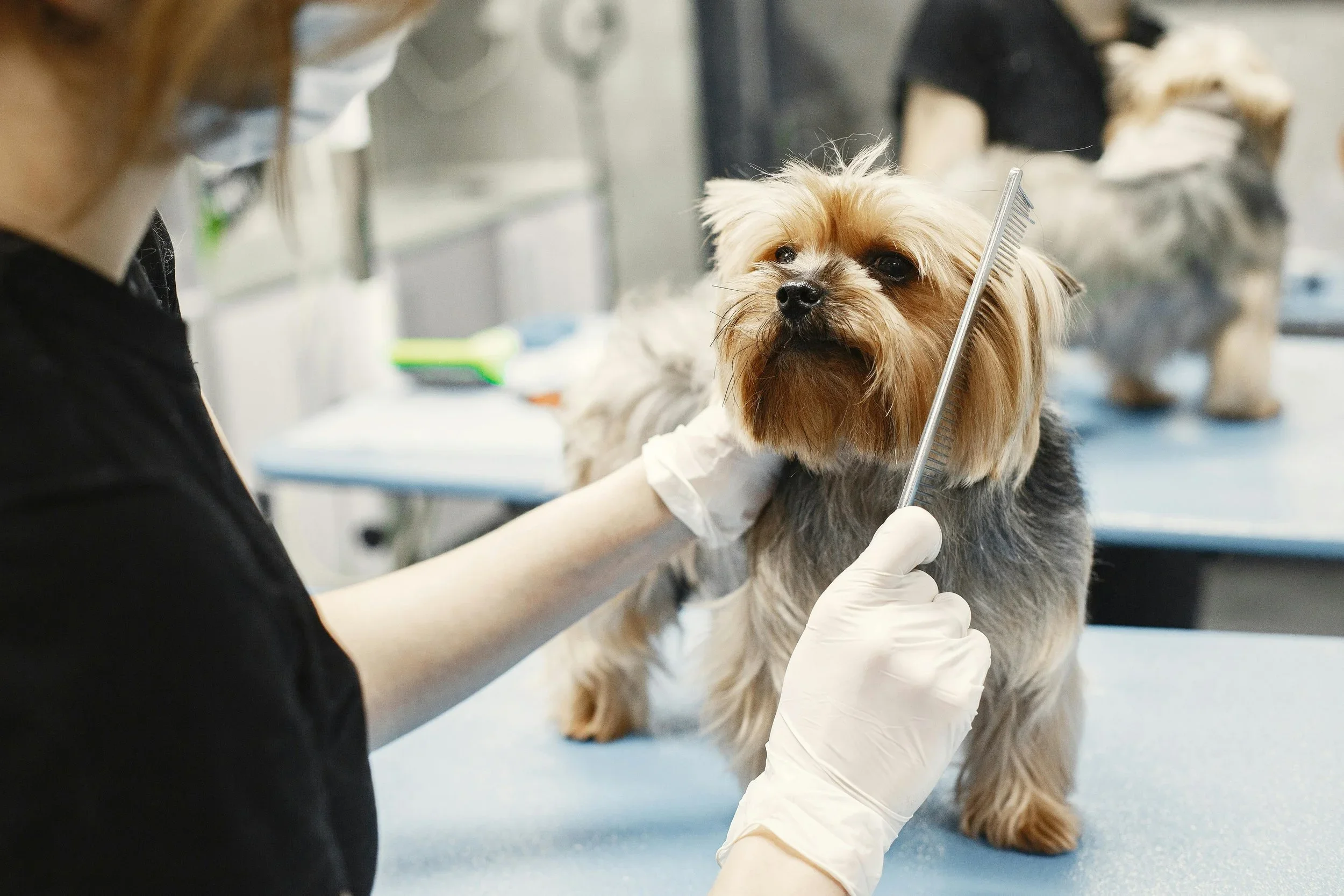 Pamper Your Pup at Home: The Best Mobile Pet Grooming in Denver, CO
