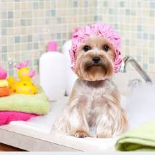 Mobile Dog Grooming Denver CO The Stress-Free Way to Keep Your Pup Looking Their Best