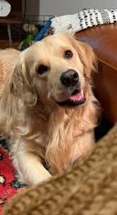 The Mile-High Guide to Mobile Pet Grooming in Denver, CO