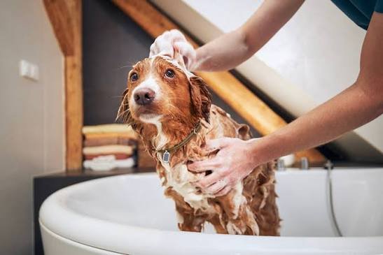 Why Professional Dog Grooming Is the Best Gift You Can Give Your Dog&nbsp;