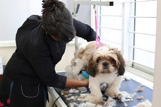 No More Stressful Car Rides: How Mobile Dog Grooming Boulder Pet Owners Love Works