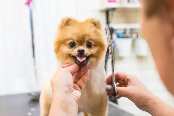 Skip the Salon: Why Dog Mobile Grooming Services Are Changing the Game for Busy Pet Owners
