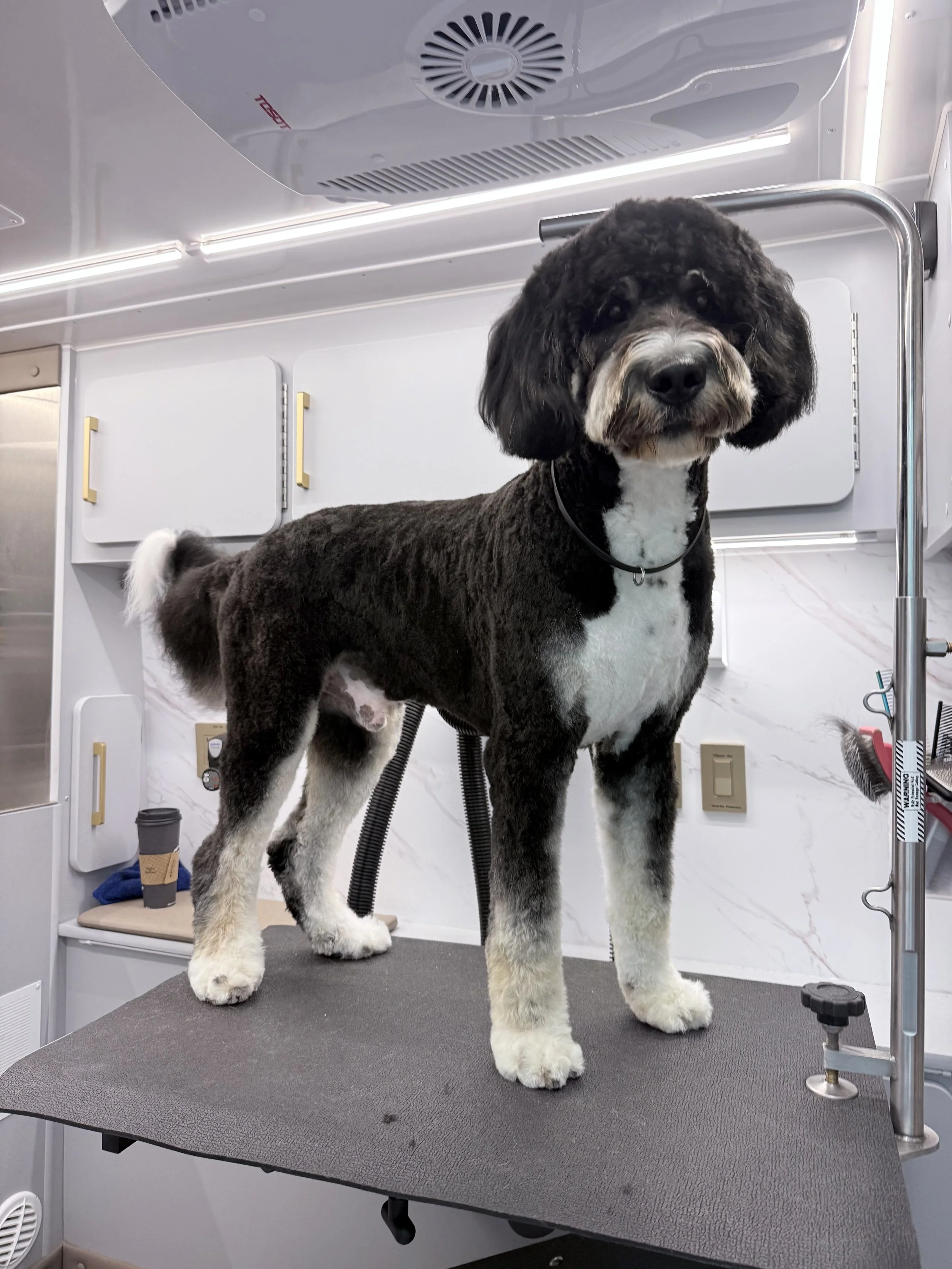 Dog Grooming Boulder Pet Owners Trust: A Complete Guide to Healthier, Happier Dogs