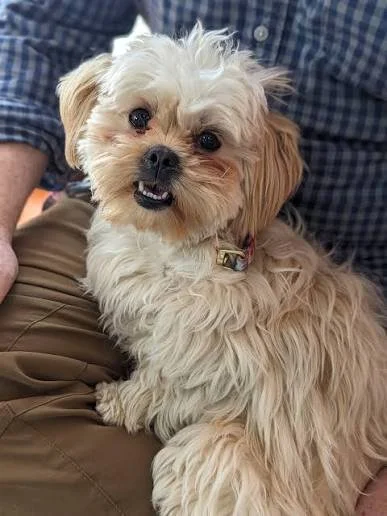 The Gold Standard of Grooming: Why Professional Mobile Dog Grooming Is Worth It