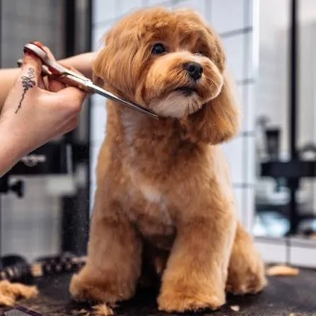 Pet Grooming Boulder: A Local Pet Parent's Handbook to Stress-Free Care