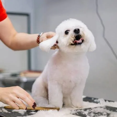 One Appointment, Zero Hassle: The Complete Guide to Pet Mobile Grooming Services