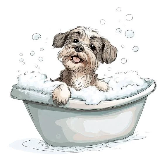 What You're Really Paying For: The True Value of Mobile Dog Grooming in Boulder