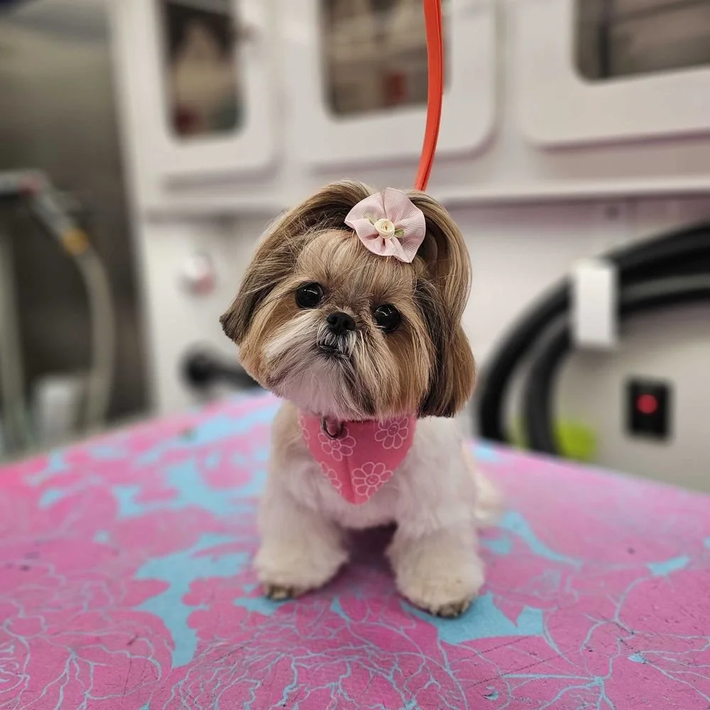 Professional Dog Grooming: Myths That Might Be Holding You Back