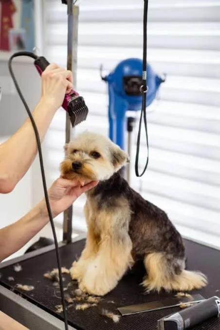 Dog Mobile Grooming Near Me: Red Flags to Watch For Before Booking