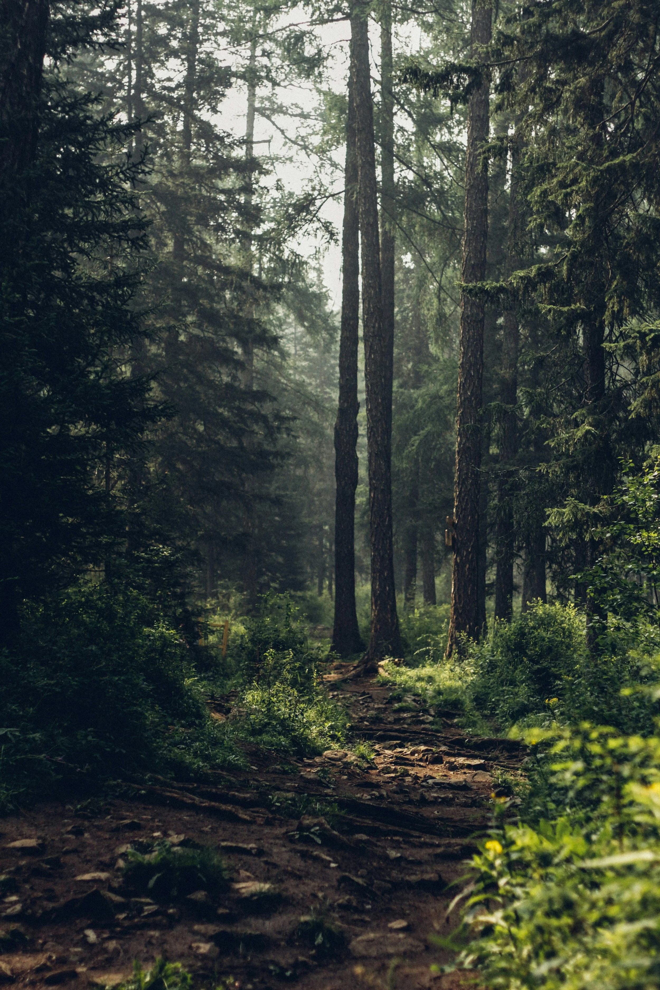 A forest trail with tall trees and green foliage, sunlight filtering through the branches.