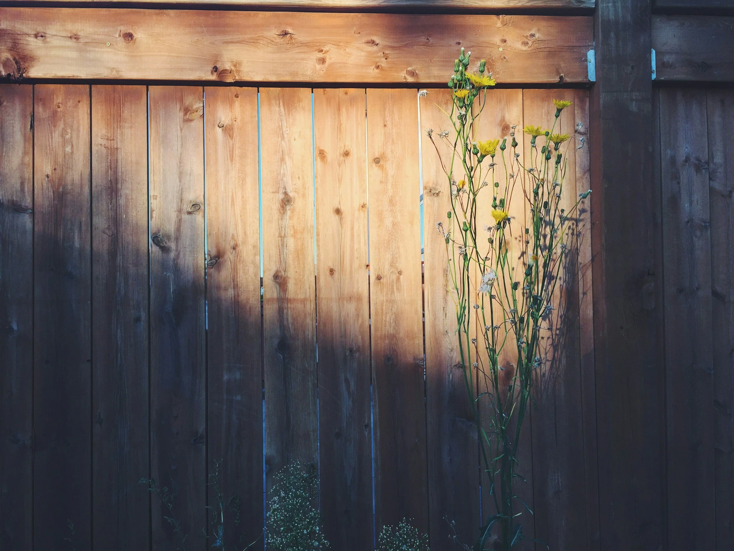 Tall yellow flowers and small white flowers growing against a wooden fence.