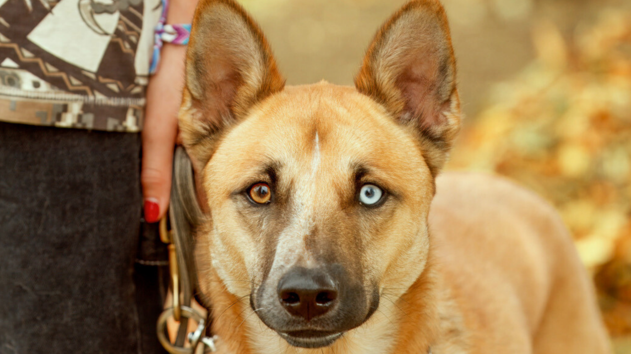 A close-up of a dog with one blue eye and one brown eye, standing outdoors with a person next to it. The person is partially visible, wearing a patterned shirt and a red nail polish.