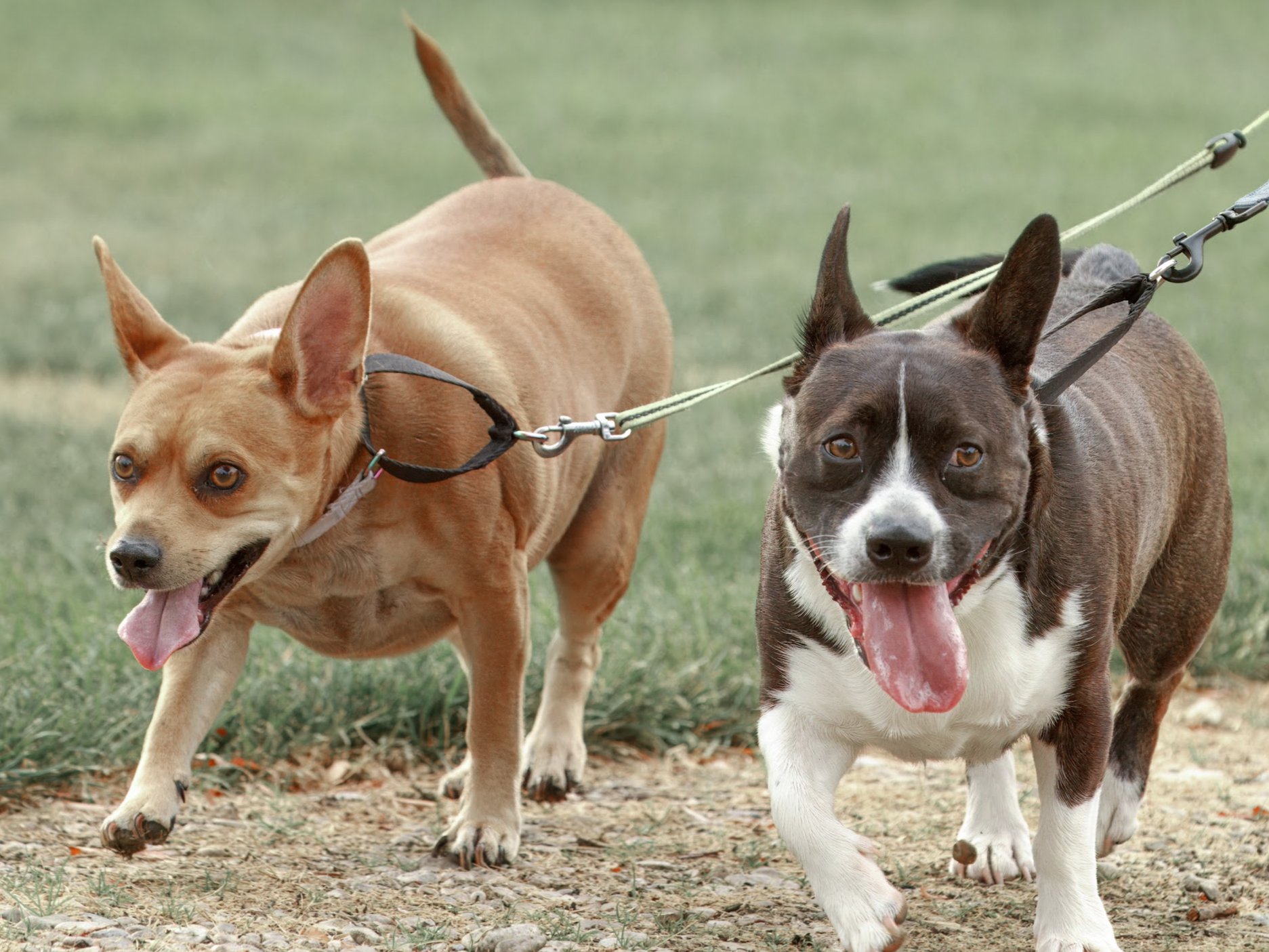 Two dogs on a leash walking on grass, one tan and the other black and white, both panting with tongues out.