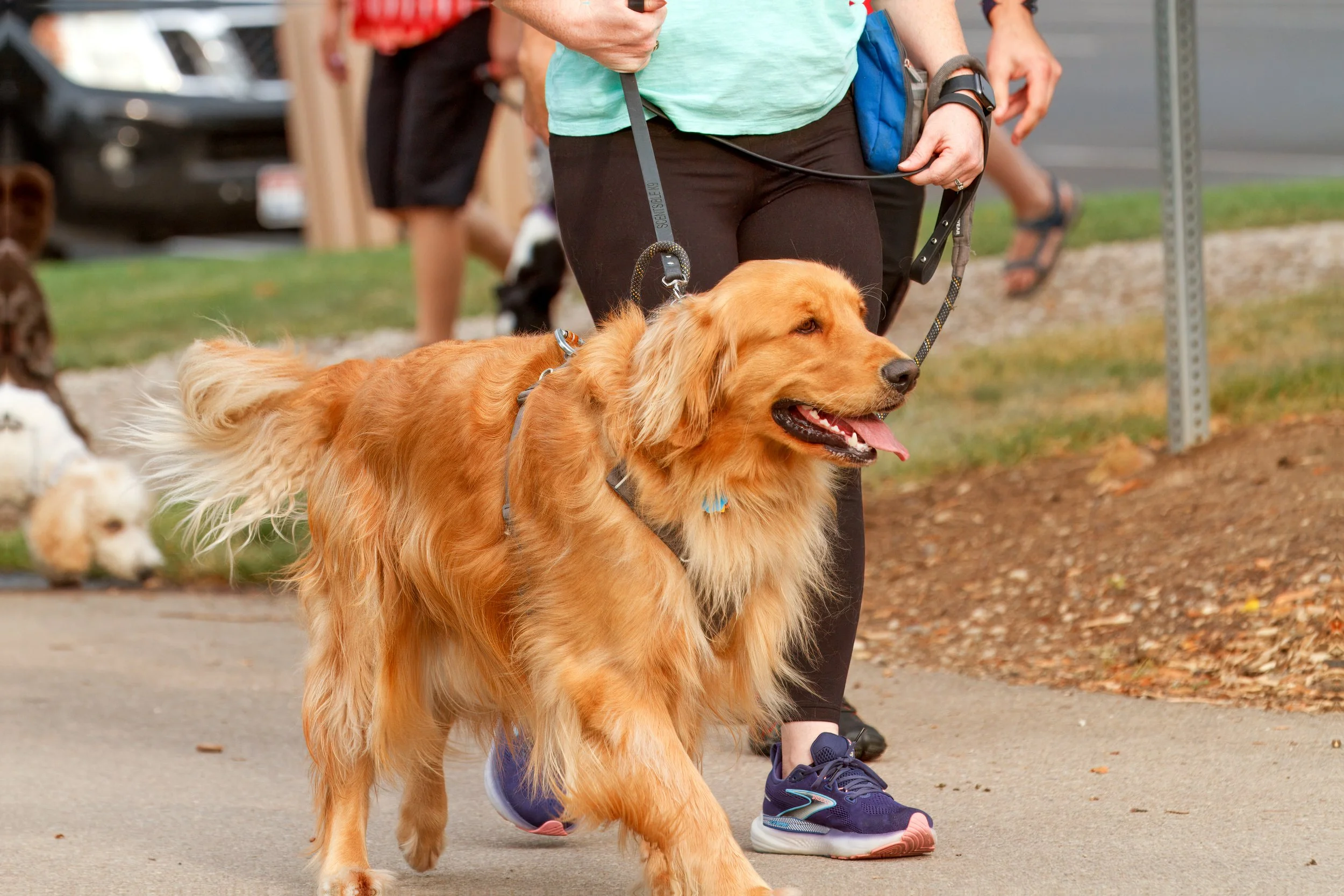 Why Your Dog Isn’t Being Stubborn (Even When It Looks Like It)