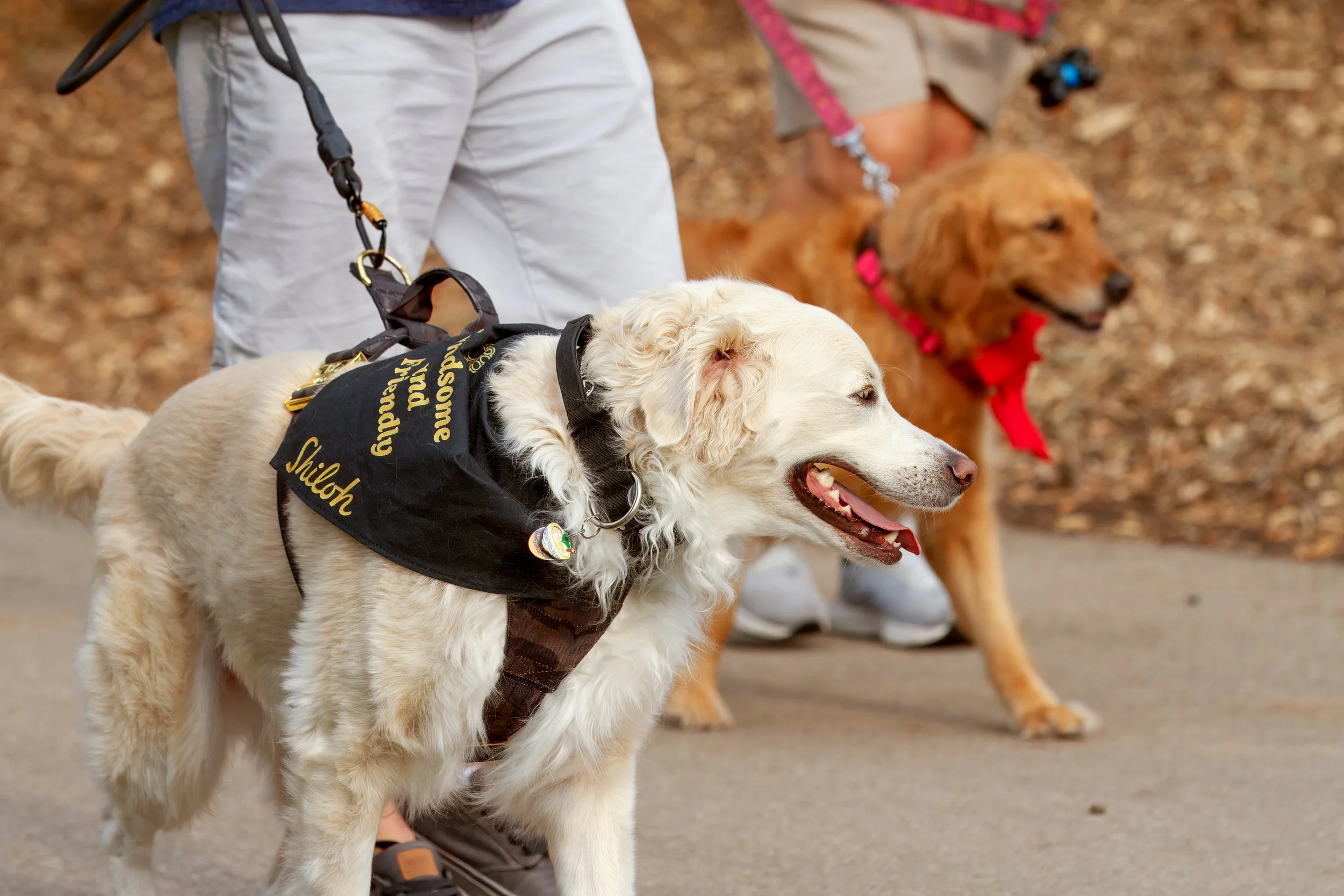 Why Leash Reactivity Is About Distance — Not Disobedience
