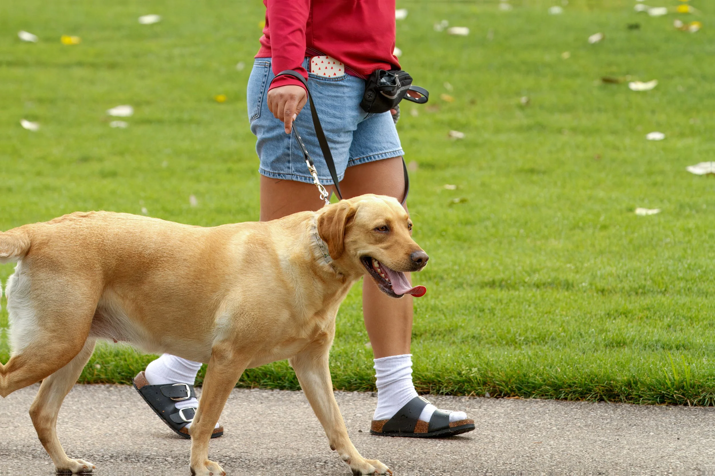 Why Does My Dog Shut Down or Freeze in New Situations?