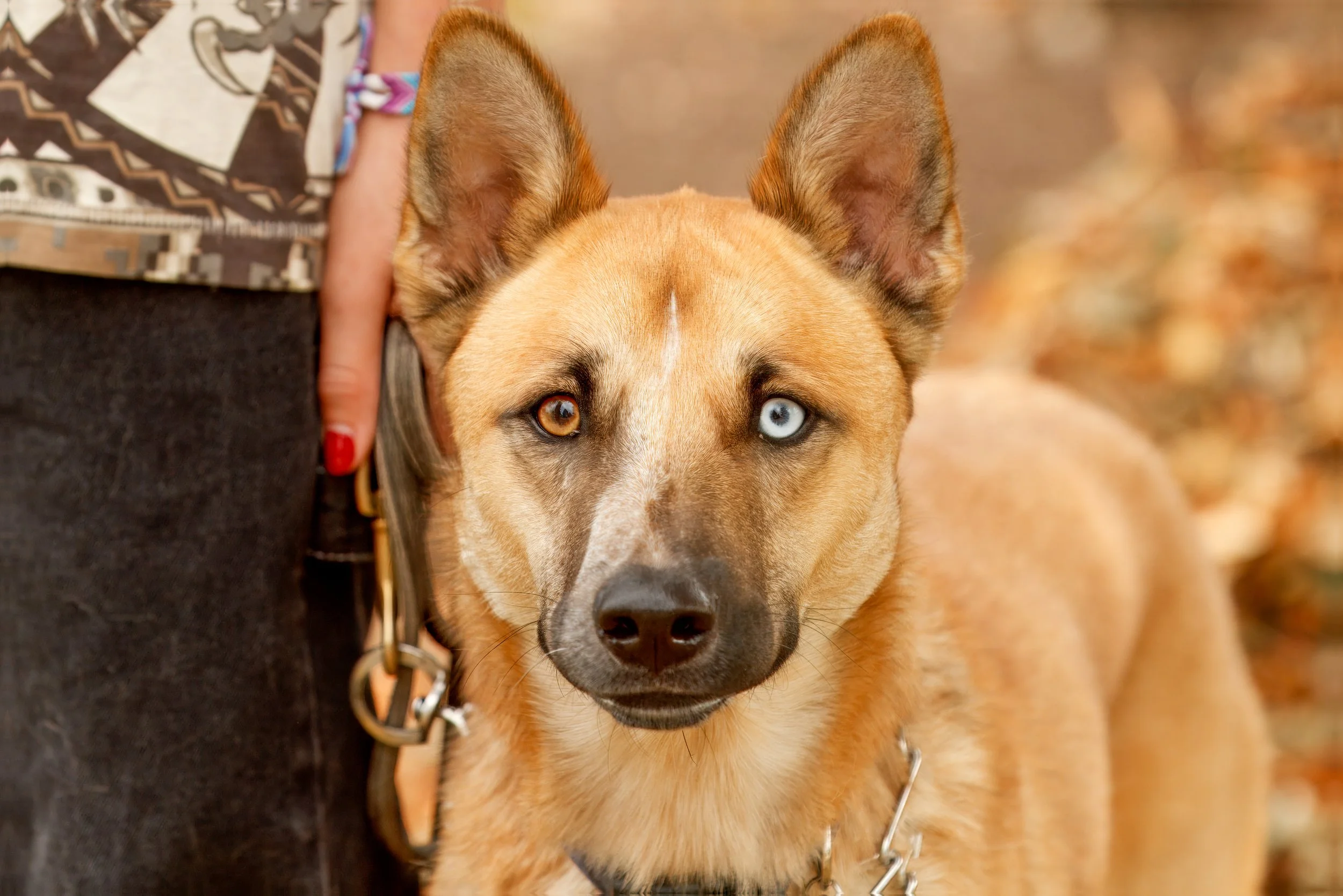 Is My Dog Bored or Under-Stimulated? Signs and What to Do