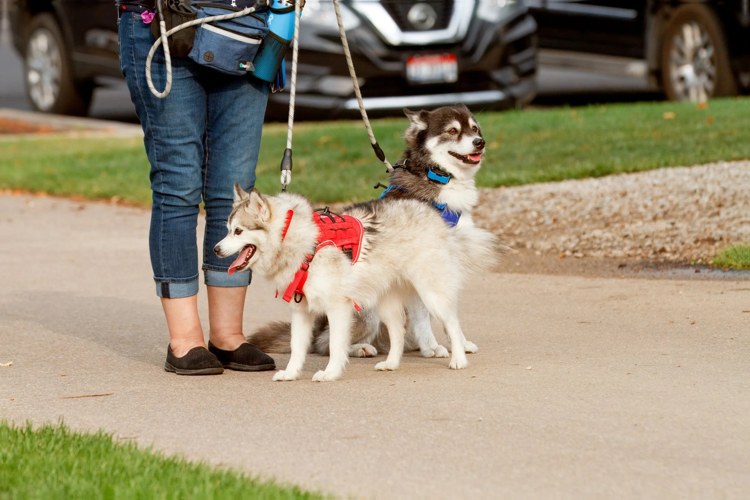 What Is Nervous-System-Aware Dog Training?