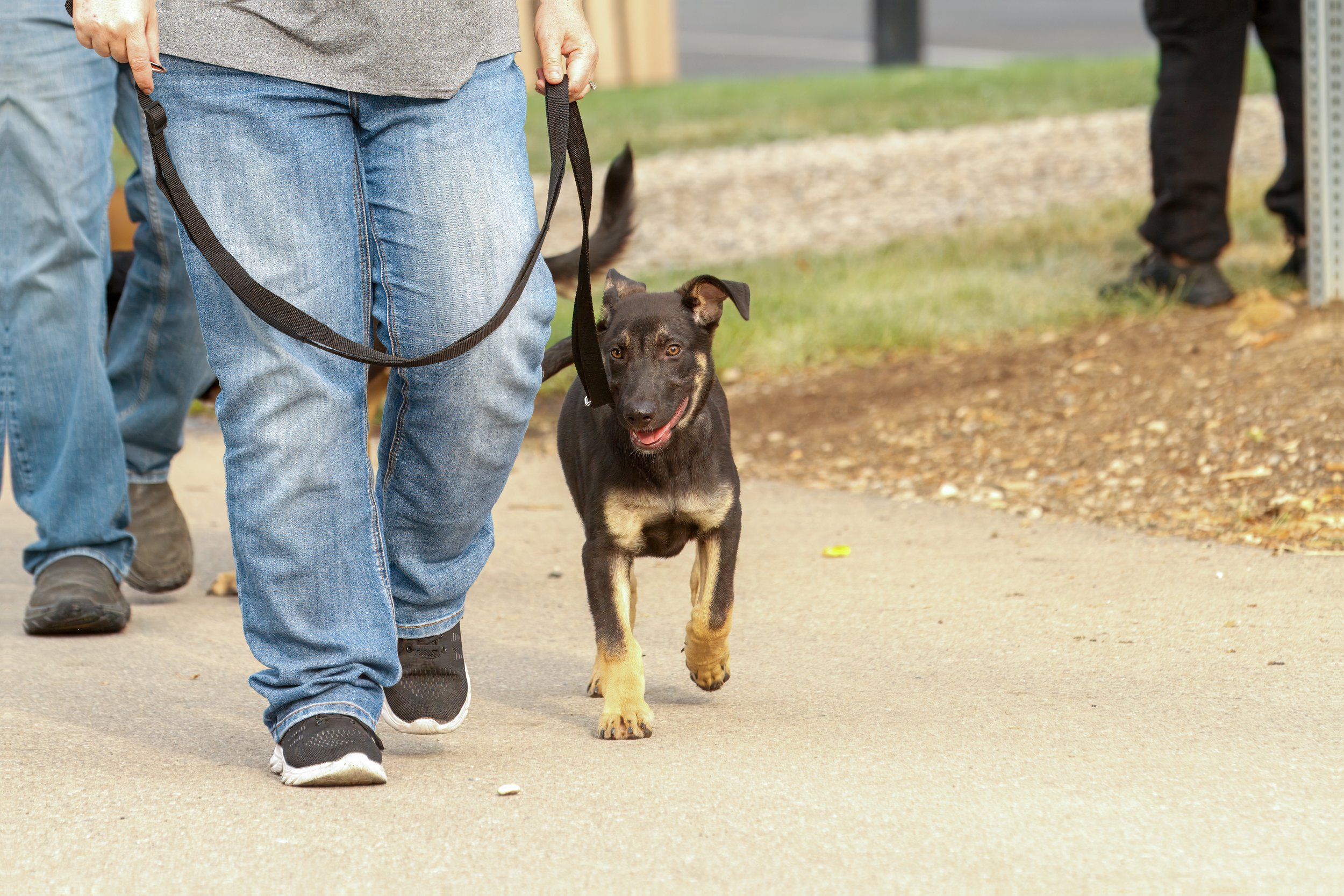 Dog Reactivity vs Overstimulation: What’s the Difference?