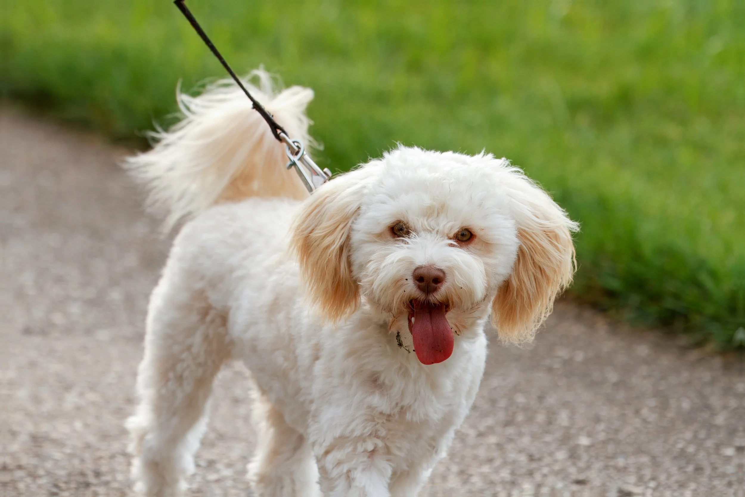 What Stress Looks Like in Dogs (Before It Becomes Reactivity) 