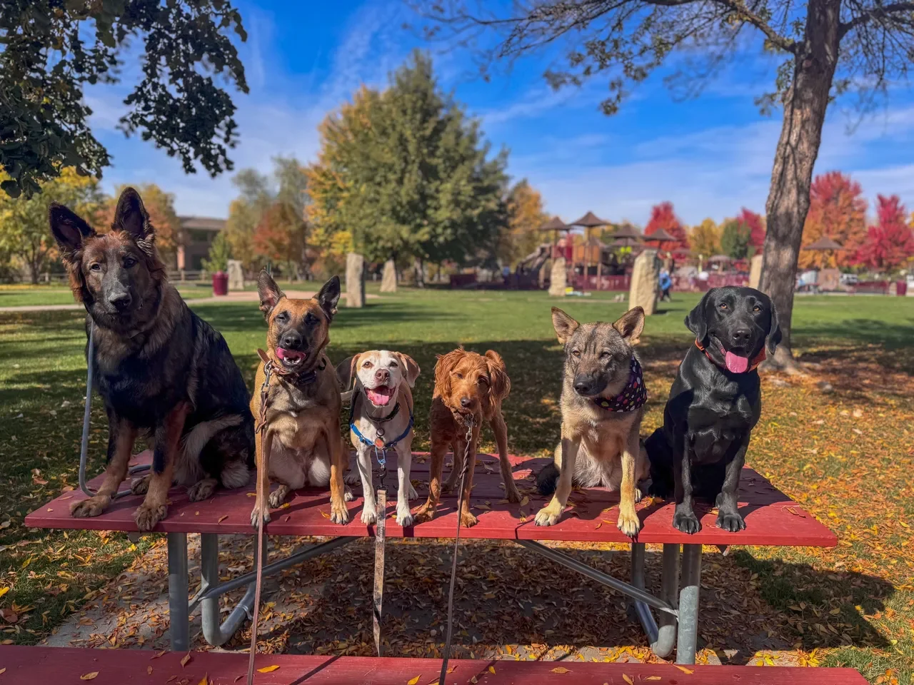 Pack Walks for Reactive Dogs: A Path to Harmony